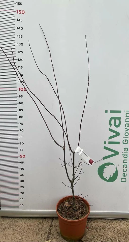 PIANTA DI ACER PALMATUM BLOOD GOOD VASO 24 CM ALTEZZA 100/130 CM (FOTO REALI)