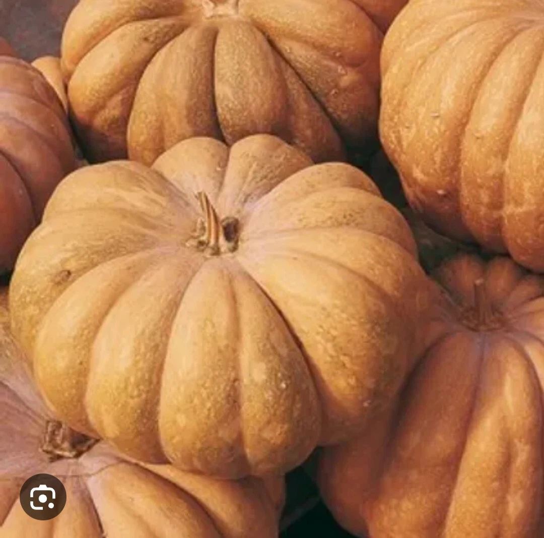 Semi di Zucca - Bush Delicata di Sativa Rheinau