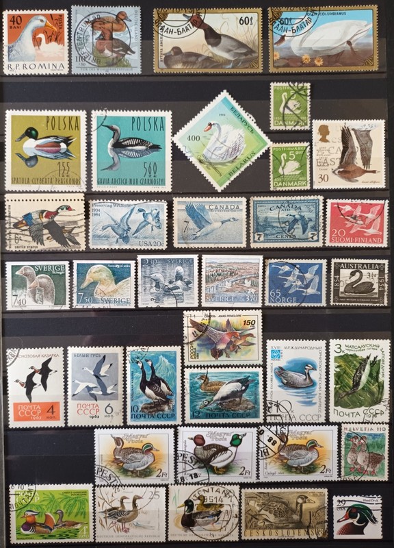 BIRDS. SWANS, GEESE, DUCKS. COLLECTION 66 STAMP+1 SOUVENIR SHEET. LOT IN GERMANY