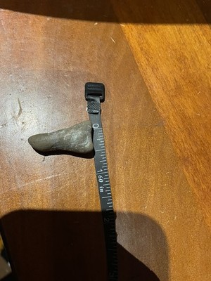 Fossil or Chert Formation Found In Coal Mine In Hazard Kentucky