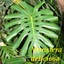 WINDOWLEAF-MONSTERA-DELICIOSA-Philodendron-BIG-LEAFY-INDOOR-Potted-Nice-Plant