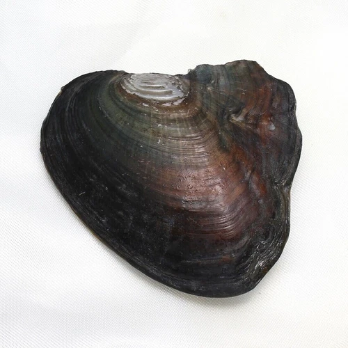 New Akoya Oysters Natural Real Pearl Freshwater Pearl Gfit 7-8mm Vacuum Pack 50x - Picture 8 of 14
