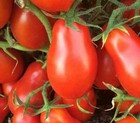 ITALIAN ROMA TOMATO SEEDS 100 determinate GARDEN vegetables SAUCE FREE SHIPPING