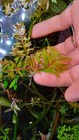 Foto 3 di 8
