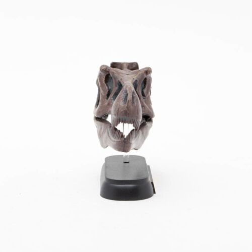 Tyrannosaurus rex Skull Mini Figure Dinosaur Mini Model Favorite - Picture 3 of 7