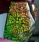 Ammolite  Ammonite   Coated Stone LARGE 34.7x25x5mm 6716