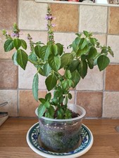 Holy Basil Tulsi Plant Sacred Basil Krishna Tulsi Live Plant Grown From Organic