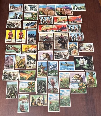 Lot of 100 1959 Spanish Torras Chocolate Cards North American Animals Plants