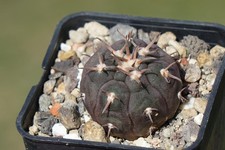 Kaktusy: Gymnocalycium spegazzinii v. unguispinum; 2,7 cm, własne korzenie WE