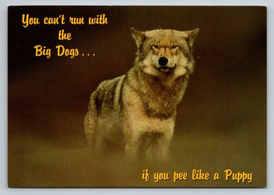 #ad Vintage John Hinde Wolf Postcard Printed in Ireland Photo by Ron Sanford $12.00