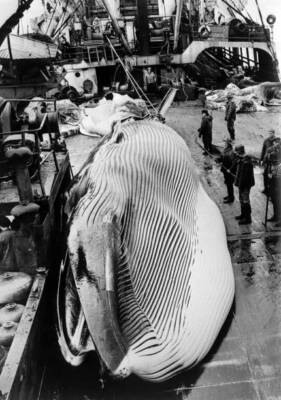 A whale is brought aboard a Russian whaling ship in the Baren- 1960s Old Photo