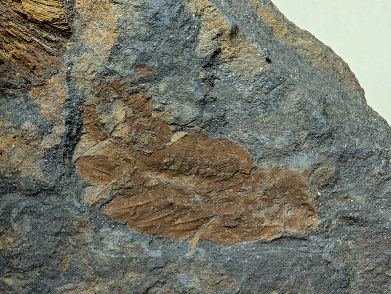 Plumulites tafennaensis armored worm fossil from Ordovician Ktaoua Fm., Morocco