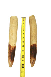 Decoration Walrus tusks 12 ''