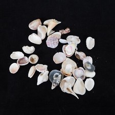 Lot of 40 Mixed Seashells Ocean Beach Decor Aquarium Crafting Pink Brown White