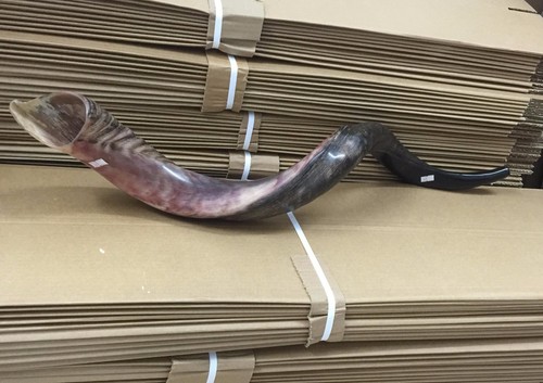 Yemenite Kudu Horn Jewish Shofar Half Polished Natural 40 - 42 Inch XXL + GIFT - Picture 13 of 13