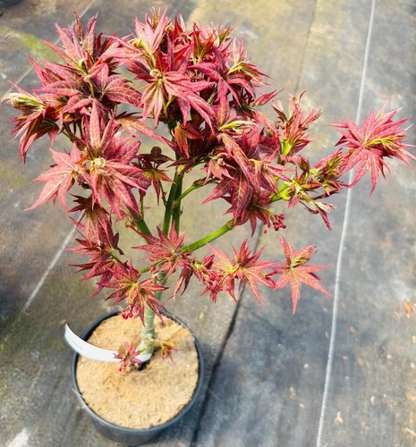 Acer palmatum 'Kurenai jishi' (Kurenai jishi Japanese Maple)