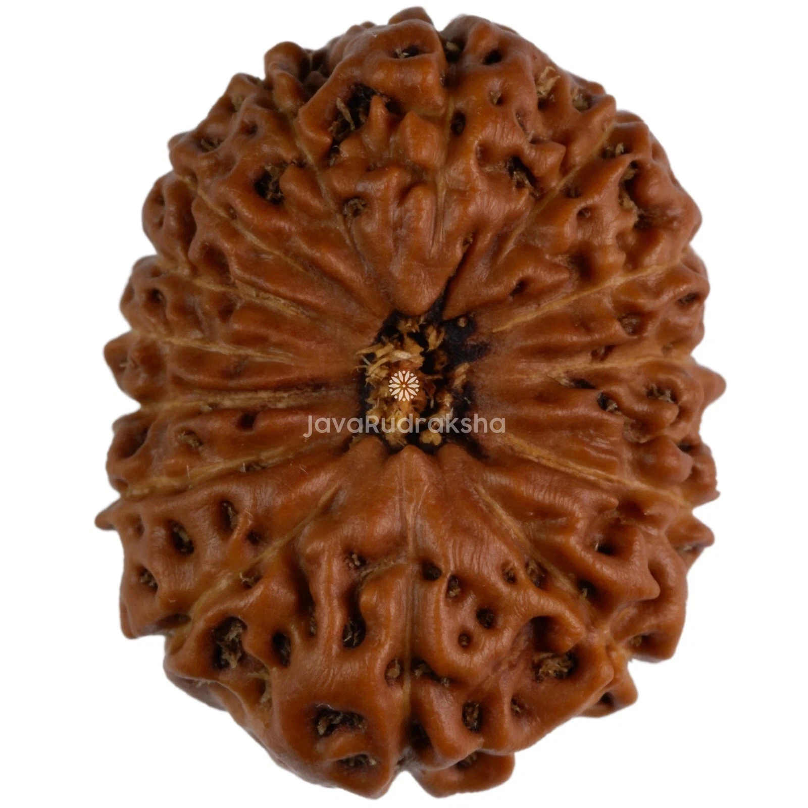 14 Mukhi Rudraksha Pendant – Intuition & Balance – Third Eye Awakening – Hanuman