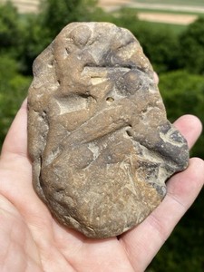 “Hyoliths” Fossils, Floyd County Georgia