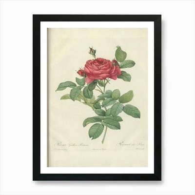 Rose Illustration, Pierre Joseph Re gerahmtes Wandbild Poster Leinwanddruck Bild