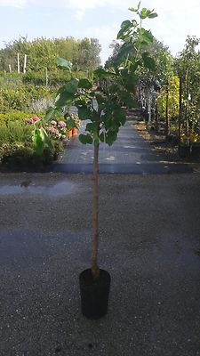 Pianta Di Gelso Nero In Vaso 24cm - Altezza 150cm, Frutti Commestibili - Foto 8