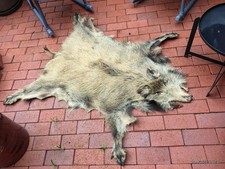 Wildschweinschwarte Wildschweinfell Tierfell Unikat