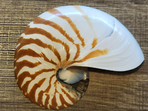 NATRUAL NAUTILUS POMPILIUS TIGER STRIPPED SEASHELL SINGLE HALF CUT 6"