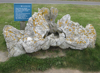 Photo 6x4 Washed-up whale bone Croyde Bay/SS4339 Found on nearby Croyde  c2009