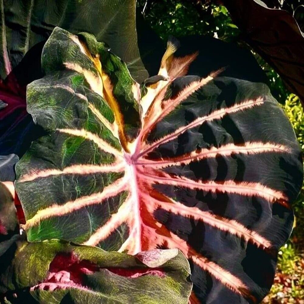 Colocasia Bulb Ghost Rider New Hybrid Tuber + Free