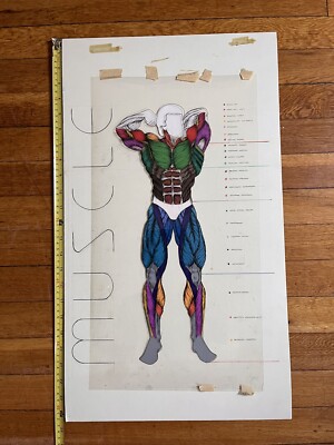 アート・デザイン・音楽 ANATOMY: A Cutaway Look Inside Anatomy: A Cutaway Look Inside the Human Body – National Gallery