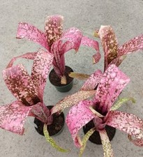 Billbergia Roaring Tiger "RARE"