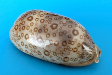 Cypraea Argus 90.9mm f+++ Indonesia "Beautiful and Large Specimen"