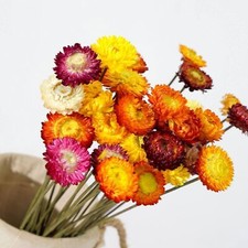 Dried Flowers Natural Daisy Mums Flower 20 Stems Multicolor Daisies Artificial S
