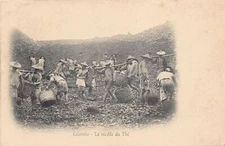 SRI LANKA - The tea harvest - Publ. unknwon