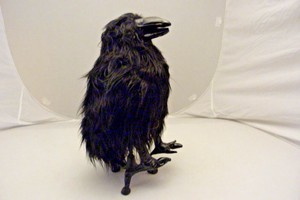 folkmanis raven