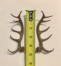 Cuckoo Clock Deer Antlers 5 inches (pairs) Ge...