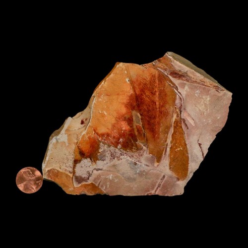 4.9" Detallado Glossopteris Browniana Planta Fósil Hojas Edad Pérmica Australia - Imagen 3 de 5