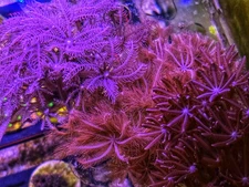 Waving Hand Anthelia Coral Frag Pack – 2 Varieties