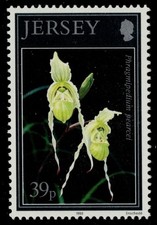 MAGLIA 629 - Orchidee "Phragmipedium pearcei" (pc50897)