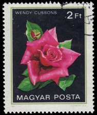 HUNGARY 2738 - Graden Roses  Wendy Cussons  (pf70890)