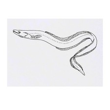 'Eel' Temporary Tattoos / Transfers TO00056007 
