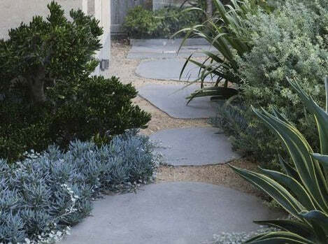 Senecio Trident Blue Succulent Pack - Picture 2 of 6
