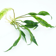 Buy2Get1Free Anubias Minima Loose Live Aquarium Plant Freshwater For Fish Tank