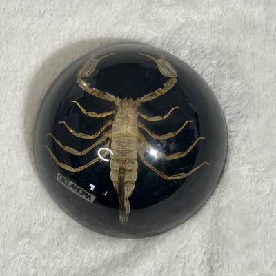 Vintage Real Scorpion Lucite Resin Paperweight Insect Nature Taxidermy Decor