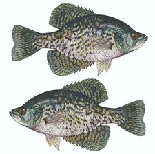 Black Crappie Sticker Decal Bumper Sticker Truck Fishing Boat Stickers 2pk