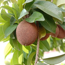 Semillas de sapodilla enana Chikito - 35 piezas | Manilkara zapota | para plantar