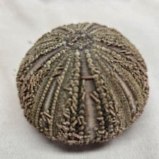 Natural Sea Urchin Shell Test 3" Collector Beach Coastal Ocean...