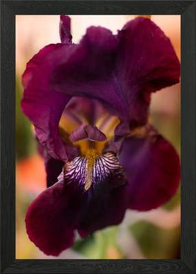 Iris Blume gerahmtes Wandbild Poster Leinwanddruck Bild