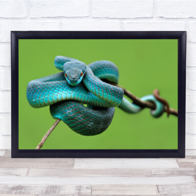 Überwachung Tier Tiere grüne Schlange Schlangen Zweig Bokeh Wandbild Druck