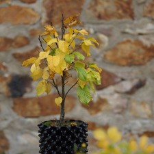 Zwerg-Säulen-Hainbuche 'Columnaris Nana' 40-60 cm Pflanze im 3l Airpot gewachsen