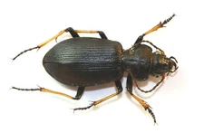 COLEOPTERA, CARABIDAE, CRASPEDONOTUS TIBIALIS from JAPAN